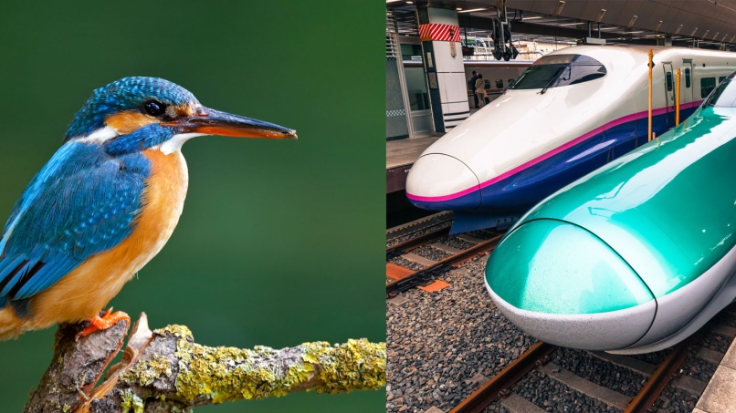 Biomimétisme, Martin-pêcheur et TGV au Japon
