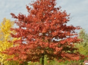 Quercus coccinea ‘Splendens’ - Chêne écarlate