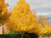 Quercus coccinea ‘Splendens’ - Chêne écarlate