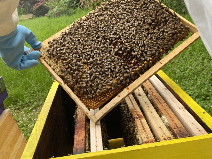 Cadre de ruche et abeilles