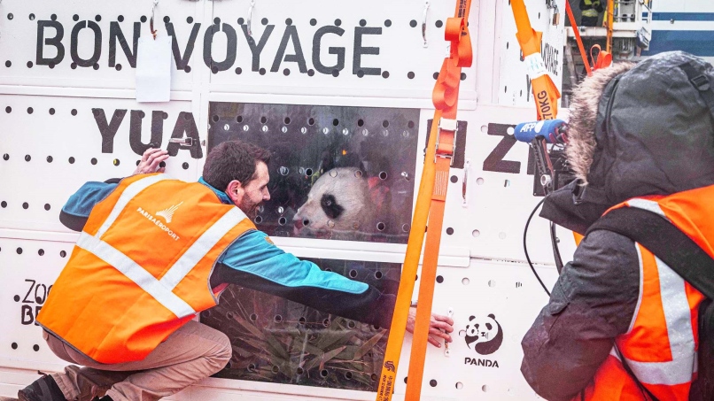 Adp Panda Paris-Charles de Gaulle : la France dit adieu à ses pandas - Groupe ADP ...